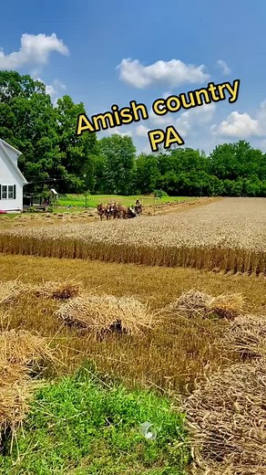 Tim McAmis on TikTok