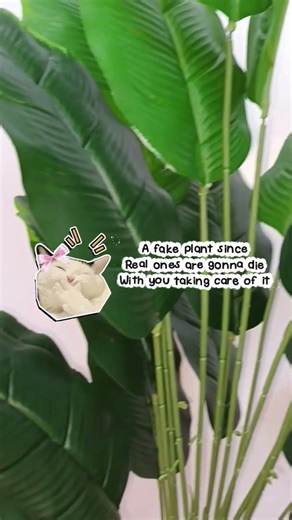 Aesthetic Plant Decor You Can Get For Your Home!!! 🏠