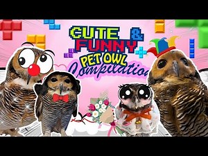 Cute & Funny Pet Owl Compilation | Bibib Family Shorts Part 14!