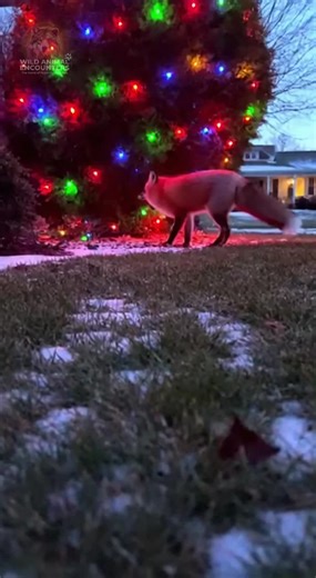 POV: Trying to get a cute shot of the fox near your Christmas bush... Then it got a little *too* close. Would you have pulled your hand back faster? #wildlife #WildAnimalEncounters #RedFox #FoxAttack #ChristmasLights #BackyardCritter #USA #Viral