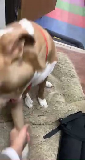 Adorable Pitbull Smiling Compilation