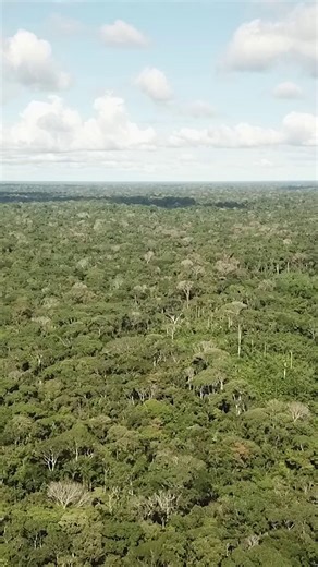  The Amazon extends across 9 countries and sustains over 40 million...