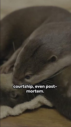 😰 Otters Mating Has a Dark Side 🦦