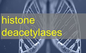 Histone Deacetylase (HDAC) Activity Assay | hdac cell based activity assay kit