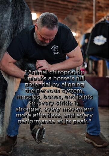 Maximize Your Horse's Performance with Equine Chiropractic