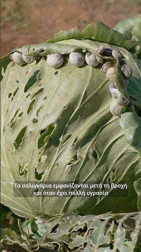 🐌 Φυσική απώθηση για τα σαλιγκάρια στον κήπο