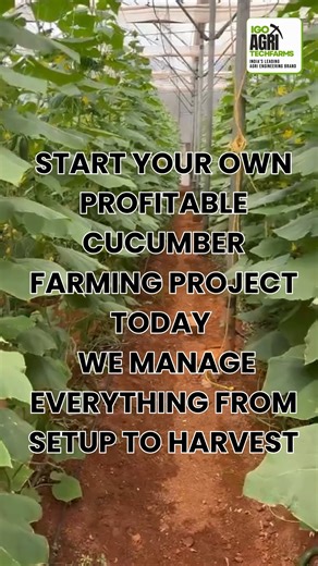 ✅ 𝐀𝐭 𝐨𝐮𝐫 𝐁𝐚𝐫𝐠𝐮𝐫 𝟐 𝐒𝐢𝐭𝐞 𝐟𝐚𝐫𝐦, 𝐞𝐱𝐩𝐞𝐫𝐭𝐬 𝐩𝐞𝐫𝐟𝐨𝐫𝐦 𝐩𝐫𝐨𝐟𝐞𝐬𝐬𝐢𝐨𝐧𝐚𝐥 𝐩𝐫𝐮𝐧𝐢𝐧𝐠 & 𝐭𝐫𝐞𝐥𝐥𝐢𝐬𝐢𝐧𝐠 𝐟𝐨𝐫 𝐦𝐚𝐱𝐢𝐦𝐮𝐦 𝐜𝐮𝐜𝐮𝐦𝐛𝐞𝐫 𝐲𝐢𝐞𝐥𝐝. ✅ 𝐄𝐱𝐩𝐞𝐫𝐭-𝐆𝐮𝐢𝐝𝐞𝐝 𝐂𝐮𝐥𝐭𝐢𝐯𝐚𝐭𝐢𝐨𝐧 𝐞𝐧𝐬𝐮𝐫𝐢𝐧𝐠 𝐡𝐞𝐚𝐥𝐭𝐡𝐲 𝐯𝐢𝐧𝐞 𝐠𝐫𝐨𝐰𝐭𝐡. ✅ 𝐏𝐫𝐨𝐩𝐞𝐫 𝐒𝐮𝐧𝐥𝐢𝐠𝐡𝐭 & 𝐒𝐮𝐩𝐩𝐨𝐫𝐭 𝐟𝐨𝐫 𝐞𝐯𝐞𝐫𝐲 𝐩𝐥𝐚𝐧𝐭. ✅ 𝐇𝐢𝐠𝐡-𝐐𝐮𝐚𝐥𝐢𝐭𝐲 𝐅𝐫𝐮𝐢𝐭𝐬 𝐰𝐢𝐭𝐡 𝐢𝐧𝐜𝐫𝐞𝐚𝐬𝐞𝐝 𝐩𝐫𝐨𝐝𝐮𝐜𝐭𝐢𝐯𝐢𝐭𝐲. ✅ 𝐄𝐧𝐝-𝐭𝐨-𝐄𝐧𝐝 𝐏𝐫𝐨𝐣