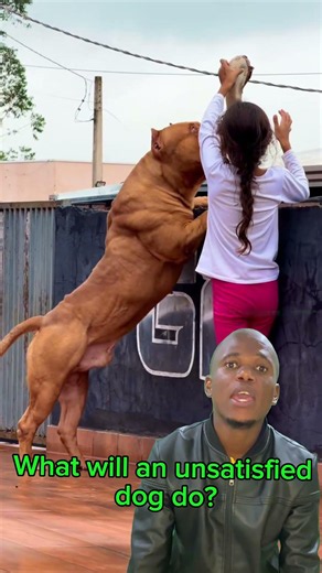 If this dog isn't full... his owner is in trouble 😂🐶