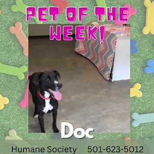 Is there a Doc in the house? The Humane Society has one! This lab mix has been needing a home for way too long. Since 2022 Doc has been playing with other dogs, getting belly rubs, and he playing with toys at the HSHS. He is house-trained and is the perfect gentleman. If you have been looking for the perfect dog, please come and meet Doc! Call 501-623-5012 for more info. | The Sentinel-Record