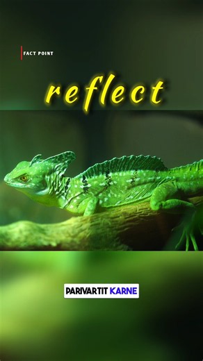 How Do Chameleons Change Color? 🦎 #shorts #chameleon #wildlife