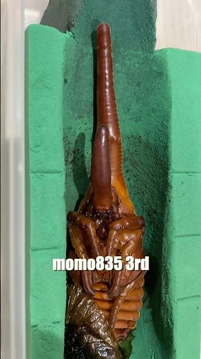 momo835 3rd 蛹化 #ヘラクレスオオカブト