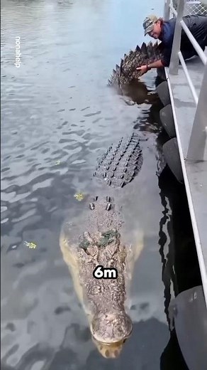 BUAYA AIR ASIN, SPECIES BUAYA TERBESAR DI DUNIA 🐊