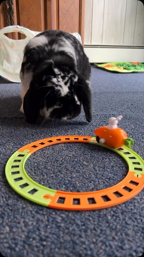 Imposter Carrot 🥕🚂🐰#Imposter #Carrot #Bunny #Rabbit #Roxie #MiniLopAdventures #CuteBunny #BunnyLife | Mini Lop Adventures