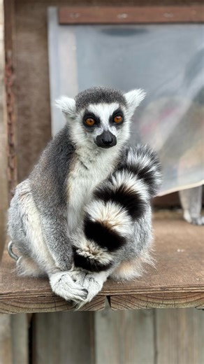 Ever wondered what it’s like to walk among lemurs? Step into their world at our Lemur Walkthrough… where curious eyes, cheeky characters, and unforgettable moments are just part of the adventure. Tag who you’d like to take a walk on the wild side with? 👇🏻 #manorwildlifepark #wildlifephotos #tenby #tenbywales #visitwales #walesuk #visitpembrokeshire #lemur #lemurs #lemursofmadagascar #lemursofinstagram #lemurian #lemurians #ringtailedlemurs #ringtailedlemursofinstagram #primatesofinstagram #pri