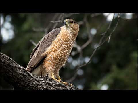 Cooper's hawk Sounds