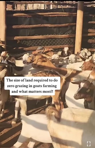 BJM ANIMALS BREEDING FARM on TikTok