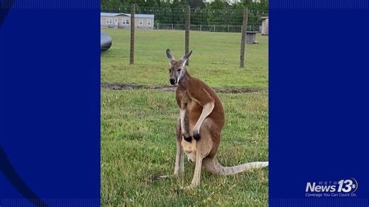 Horry County man’s death in kangaroo enclosure ruled an accident