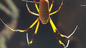 Cutting-edge spider exhibit crawls into Atlanta’s Fernbank Museum