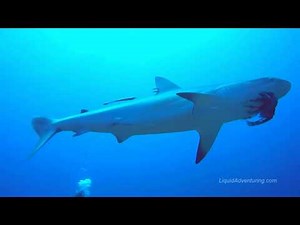 Feeding lionfish to sharks