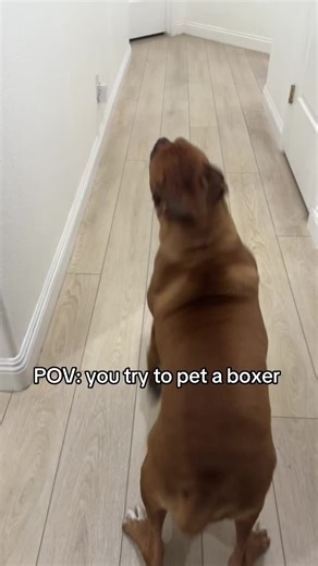 How to Pet a Boxer Dog Without Fear