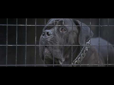 Tokara Tambo [Guardian Boerboels]