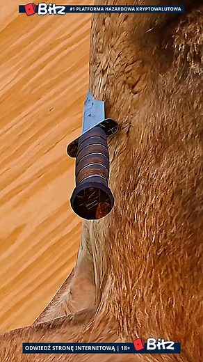 121K views · 1.7K reactions | The Strangest Science Experiment Ever – The Dog Head That Lived #history #science #experiment #didyouknow #MadZackShow | madzackshow | Facebook