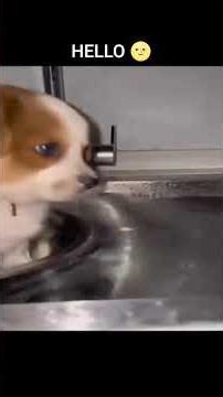 Hello #meme #funny #memedaily #funnyshorts #memeadda #yt