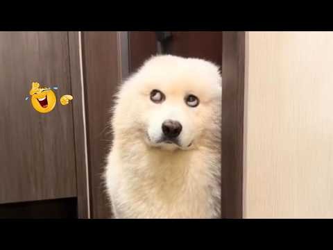 Can’t Handle the Hilarious Moments of These Dogs! 🤣 Funny Animal Videos