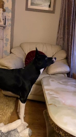 1.2K views · 353 reactions | Barney watching Star Wars #starwars #react #reaction | Stephen Kelleher | Facebook