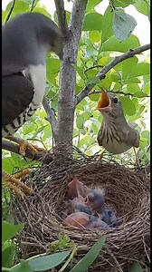 The American Kestrel Falcon Attacks on another Bird's Nest and Carried out Chicks #kestrelfalcon #birdofpry #fbreelsvideo #naturelovers #naturephotography #animals #birdwatching | World's Amazing pictures