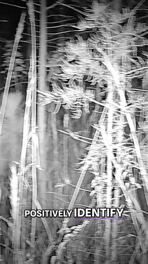 Is Bigfoot real in Florida? Deep in the Everglades, Skunk Ape sightings have been reported for decades. We head into Florida’s most remote swamps with firsthand witnesses, thermal evidence, tracks, and scientific insight to investigate whether these encounters point to an undiscovered primate, feral apes, or something else entirely. This is a grounded, field-based look at Sasquatch in the swamps—no hype, just serious inquiry. #Bigfoot #SkunkApe #Sasquatch #Everglades #Cryptozoology #BigfootDocum