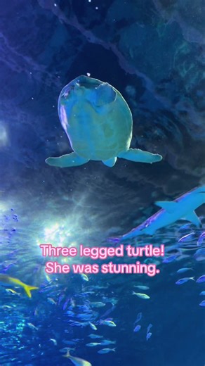 Meet Miss Archie: Branson's Three-Legged Turtle