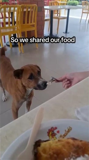 Today we met him outside a small restaurant #usa #uk #canada #germany #sad #rescuedog #donate