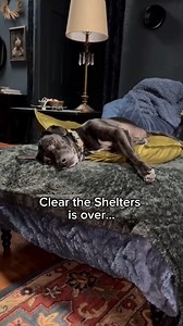 We had our hopes so high for these boys 😞 Max, Ridley, Greyson, and Cypress are 4 of our long-timers who just haven’t been able to find their forever families no matter what we do. It’s so hard. So, so hard to watch these sweet, beautiful dogs continue being homeless after an entire year. We’re so thankful that Max and Ridley at least can be more comfortable in foster homes… But Greyson and Cypress continually experience kennel deteriorating and depression having been at our shelter for so long