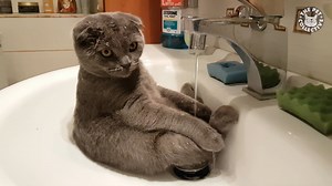 568K views · 14K reactions | The cat on the stairs gets me. | The Pet Collective | Facebook