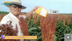 水溶肥品牌-各地区大田作物使用拉姆拉翠姆水溶肥效果反馈