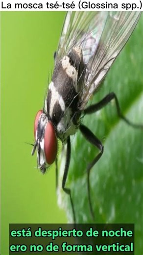 What is the tsetse fly?