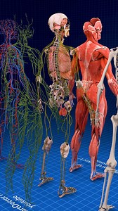 27K views · 493 reactions | Complete Overview of Human Body Systems |...