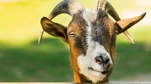 This Italian Island Is Giving Away Free Goats