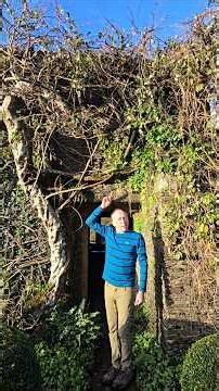 Armand Clematis (c.armandii) #winterflowers #climbingplants #adventure #gardening #wow #ideas #like