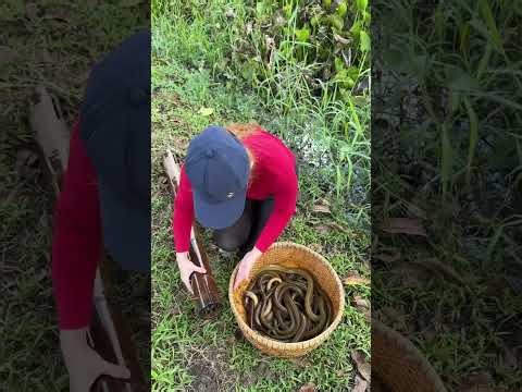 Trapping huge eel fish with an unique survival skills by using bamboo pipes