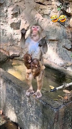 Monkey Reacts to Magic Trick and It's Hilarious! (2024) #Neelamfunnyanimals 🤣🤣