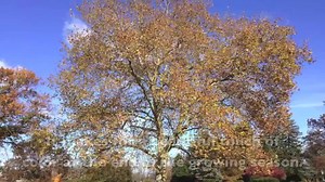 Better Know a Tree….American Sycamore | New Jersey Forest Service