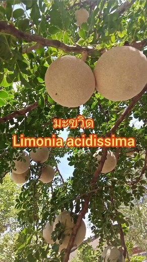 812K views · 13K reactions | มะขวิด Limonia acidissima #@สุวรรณะ กำภู...