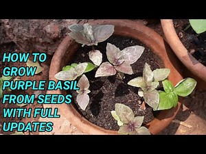 HOW TO GROW PURPLE BASIL FROM SEEDS WITH FULL UPDATES