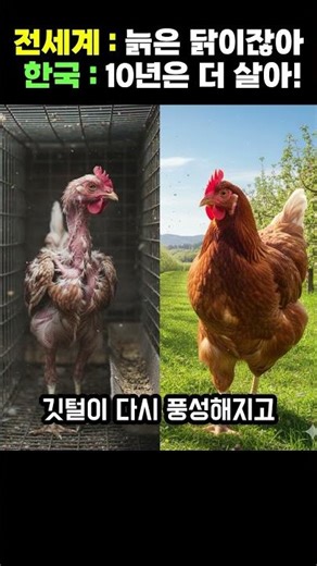 도축 직전 구출된 폐계닭..털 다시 나고 알까지 낳은 레전드