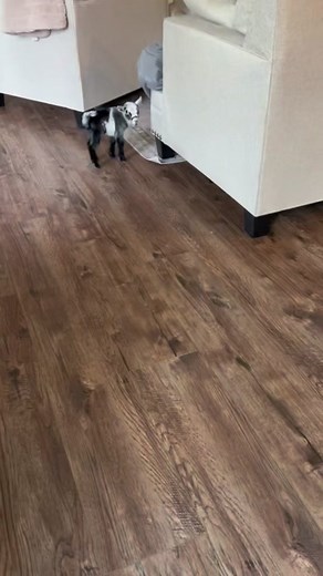 Playful Baby Goats Jumping Around the House