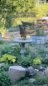 At least it’s a bird? Also, who let the chickens out. #cultivatingthebeautifullife #intentionalliving #lifeisbeautiful #homesteadlife #seasonalliving #garden #summer #summeriscoming #chicken #chickens #chickensofinstagram #cottage #homestead #rural | The Elliott Homestead