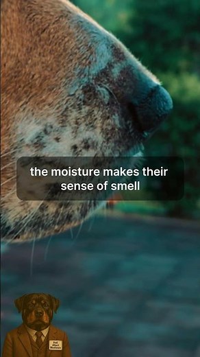 Why Dogs Have Wet Noses | The Science Behind Dog Noses