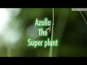 Azolla the super plant